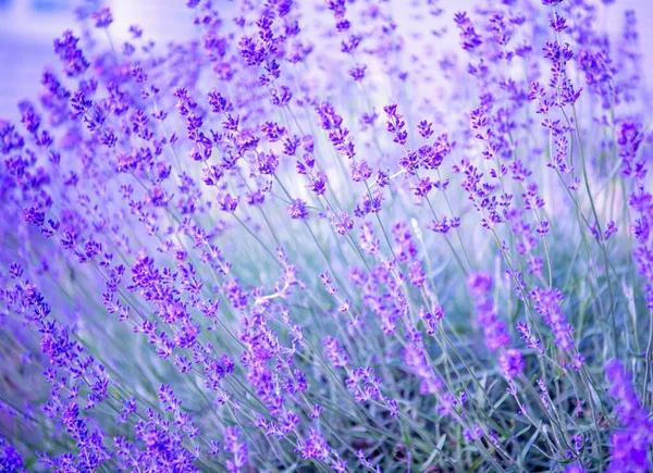 Focus Selettivo Morbido Sul Fiore Lavanda Bellissimo Fiore Lavanda Estate — Foto Stock