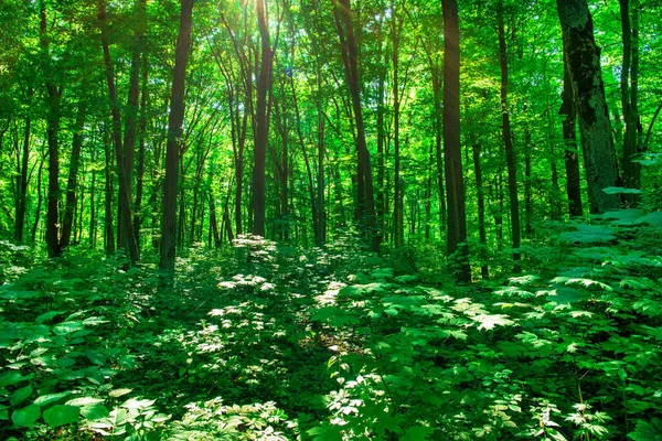 Солнечный Свет Зеленом Лесу Весеннее Время — стоковое фото
