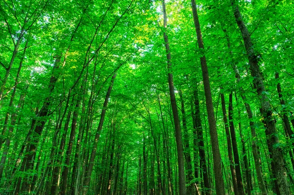 緑の森の中の日光 春の時間 — ストック写真