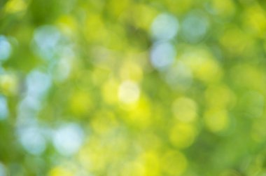 Doğal yeşil arkaplan bulanık.