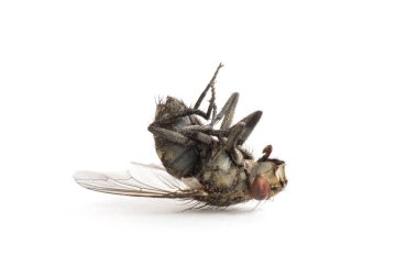 Ölü sinek beyaz arka planda izole edilmiş.