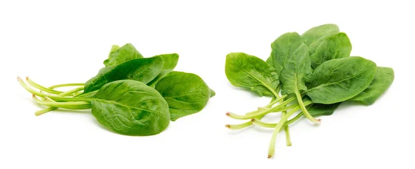 Beyaz arkaplanda ıspanak