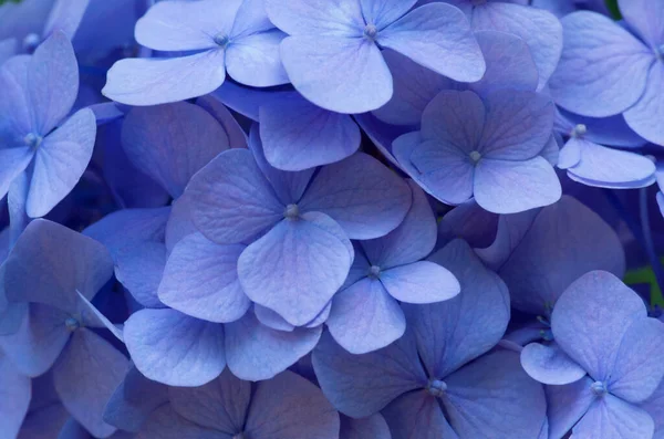 Blå Hortensia Bakgrund Hortensia Blommor Yta — Stockfoto