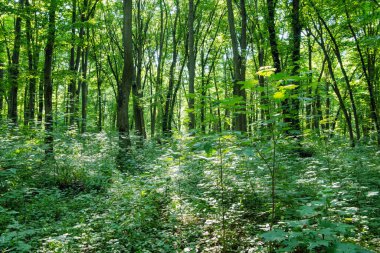 Yeşil ormanda güneş ışığı, bahar zamanı.