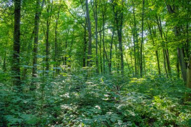 Yeşil ormanda güneş ışığı, bahar zamanı.