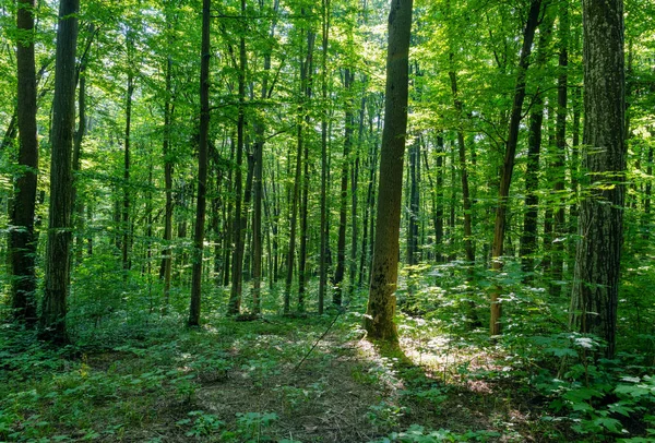 Lumière Soleil Dans Forêt Verte Printemps — Photo