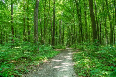 Yeşil ormanda bir patika var.