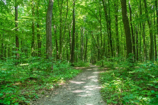 Yeşil ormanda bir patika var.