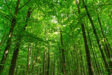 Yeşil ormanda güneş ışığı, bahar zamanı.