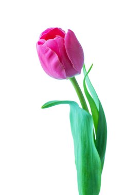 Beyaz arkaplanda izole edilmiş pembe lale çiçeği