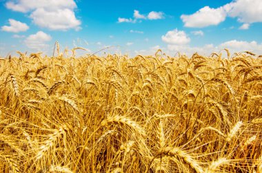 Buğday tarlası ve bulutlu mavi gökyüzü