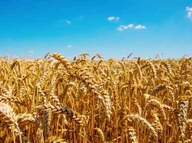 Buğday tarlası ve bulutlu mavi gökyüzü