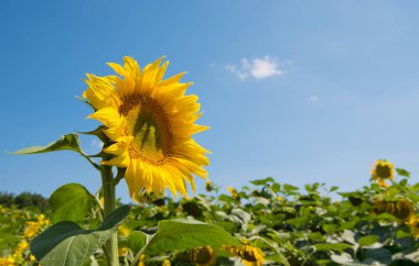 Mavi gökyüzü ile çiftlikte açan ayçiçekleri.