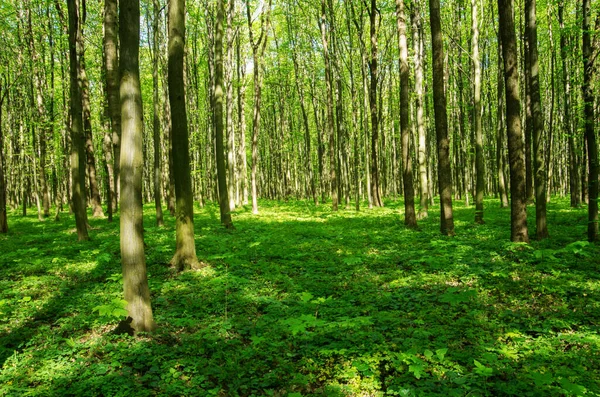 Bosque Verde Primavera — Foto de Stock