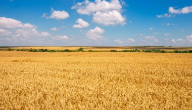 Buğday tarlası ve bulutlu mavi gökyüzü