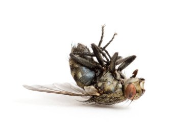 Ölü sinek beyaz arka planda izole edilmiş.