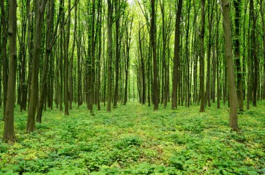 Yeşil ormanda güneş ışığı, bahar zamanı.