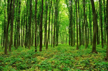 Yeşil ormanda güneş ışığı, bahar zamanı.