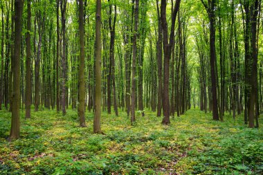 Yeşil ormanda güneş ışığı, bahar zamanı.