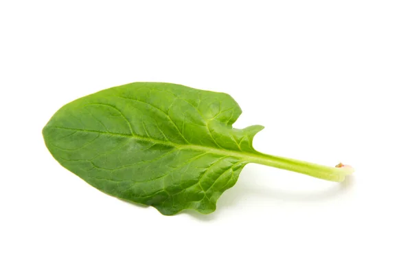 Green Spinach Leaf White Background — Stock Photo, Image