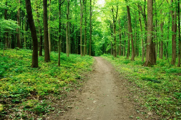 Baharın yeşil ormanında yol