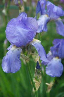 Yaz bahçesinde güzel parlak irisler