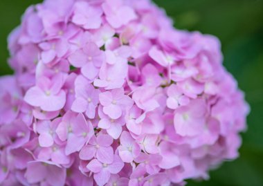 Pembe ortanca arka planı. Hortensiya çiçek yüzeyi.