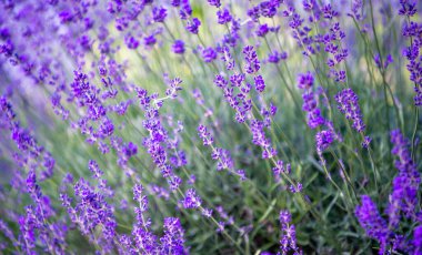 Lavanta çiçeğine seçici ve yumuşak odaklı, yazın güzel lavanta çiçeği