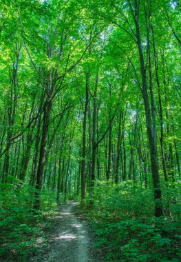 Yeşil ormanda bir patika var.