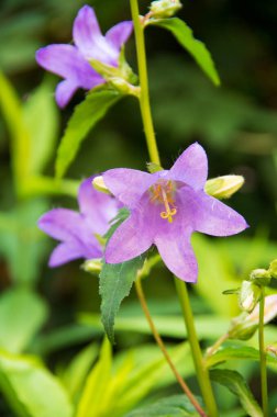 harebell kır çiçekleri - çan çiçeği rotundifolia - bellflower aile