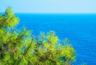 Turkuaz deniz zeminli çam ağacı dalları Akdeniz doğası