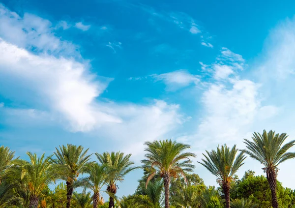 Mavi gökyüzüne karşı palmiye ağaçlarının tropikal arkaplanı.