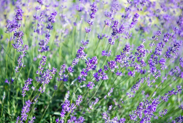 Focus Selettivo Morbido Sul Fiore Lavanda Bellissimo Fiore Lavanda Estate — Foto Stock