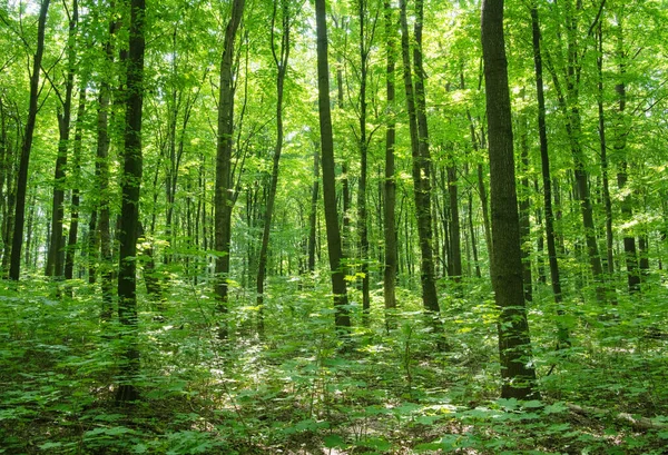 Luz Del Sol Bosque Verde Primavera — Foto de Stock