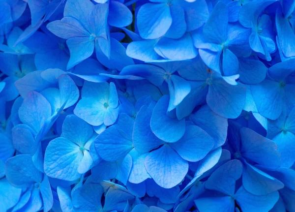 Kék Hydrangea Háttér Hortensia Virágok Felülete — Stock Fotó