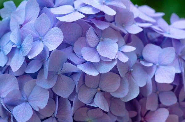 Pembe Ortanca Arka Planı Hortensiya Çiçek Yüzeyi — Stok fotoğraf