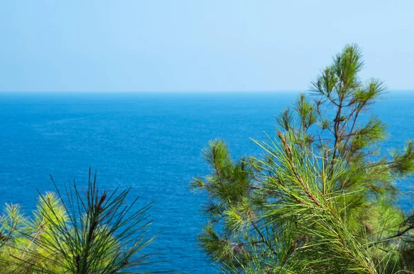 Turkuaz deniz zeminli çam ağacı dalları Akdeniz doğası