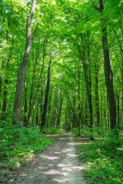 Yeşil ormanda bir patika var.