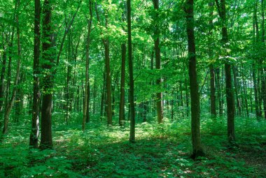 Yeşil ormanda güneş ışığı, bahar zamanı.