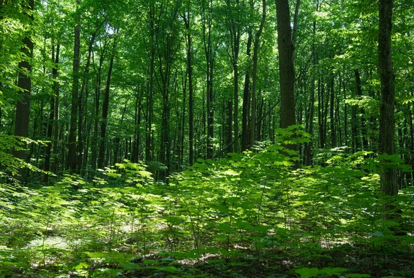 Sonnenlicht Grünen Wald Frühlingszeit — Stockfoto
