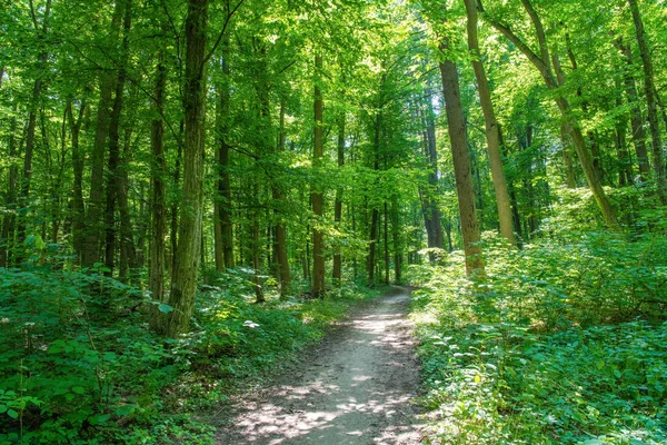 Шлях Зеленому Лісі — стокове фото