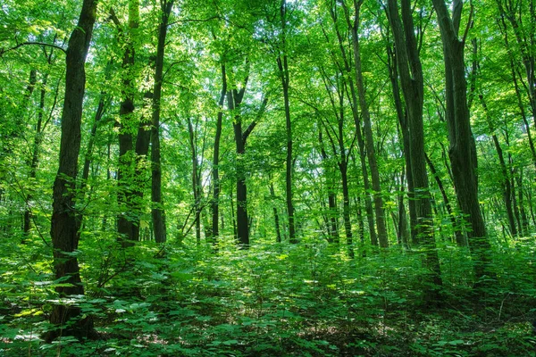 Luz Solar Floresta Verde Tempo Primavera — Fotografia de Stock