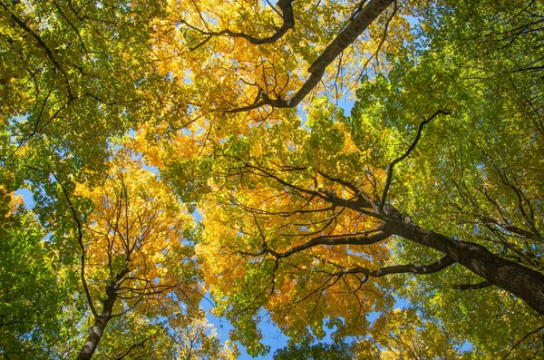 Árvores Outono Coloridas Floresta — Fotografia de Stock