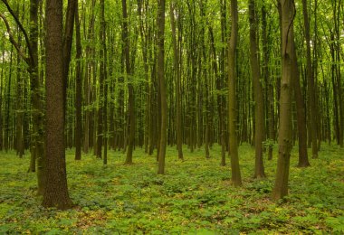 Yeşil ormanda güneş ışığı, bahar zamanı.
