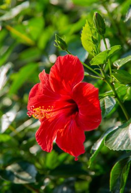 Kırmızı bir Hibiscus Çiçeği