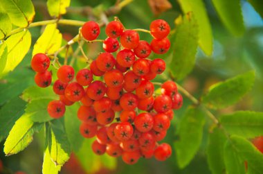 Ağaçtaki parlak yaban mersinlerini kapat.