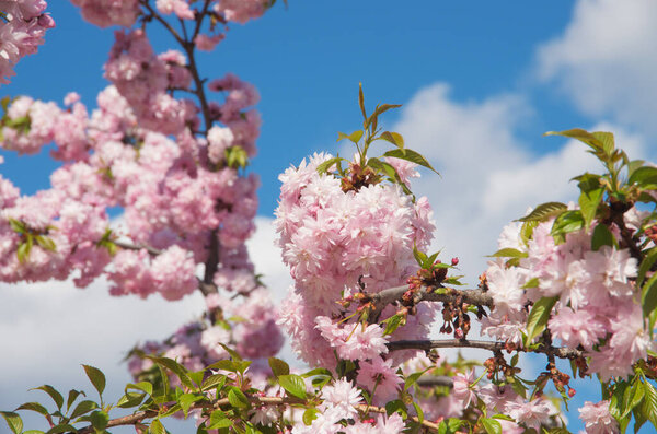 Цветение сакуры весной