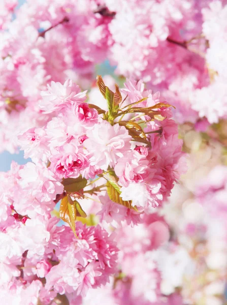 Sakura Kirschblüte Frühling — Stockfoto