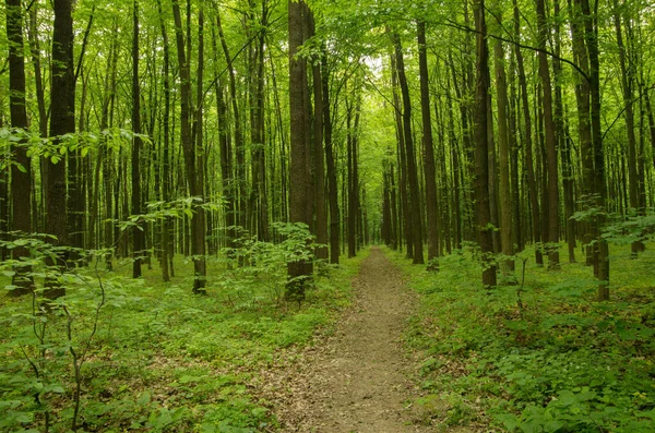Pfad Frühlingshaften Grünen Wald — Stockfoto