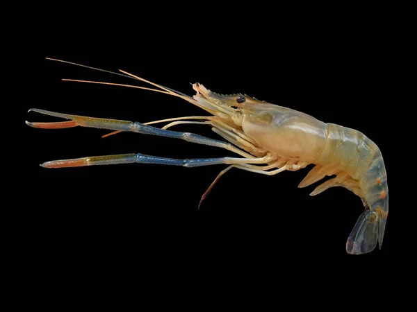 Fresh shrimp on a black background.prawn isolated.